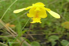 Ipsea malabarica